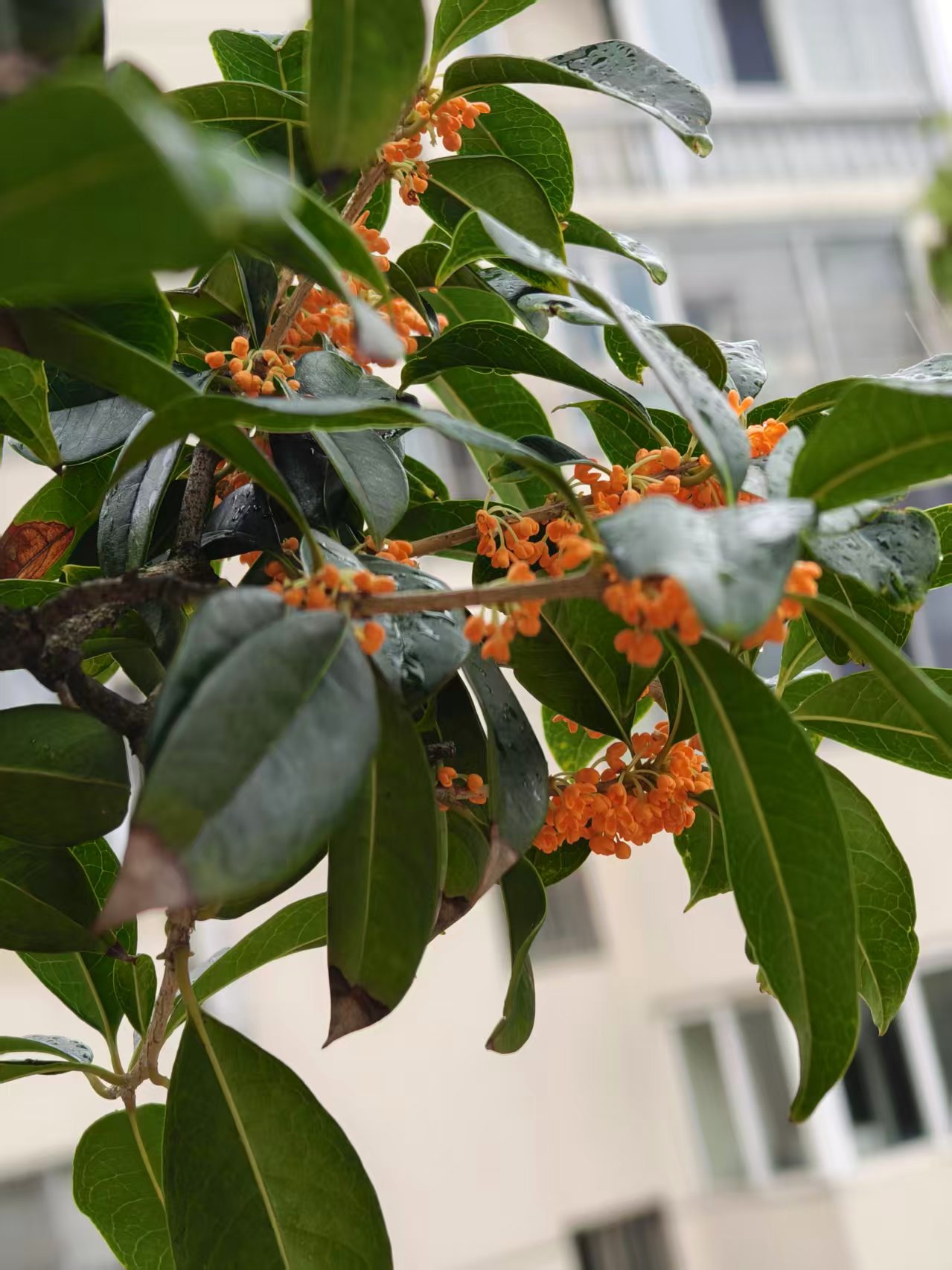 桂花