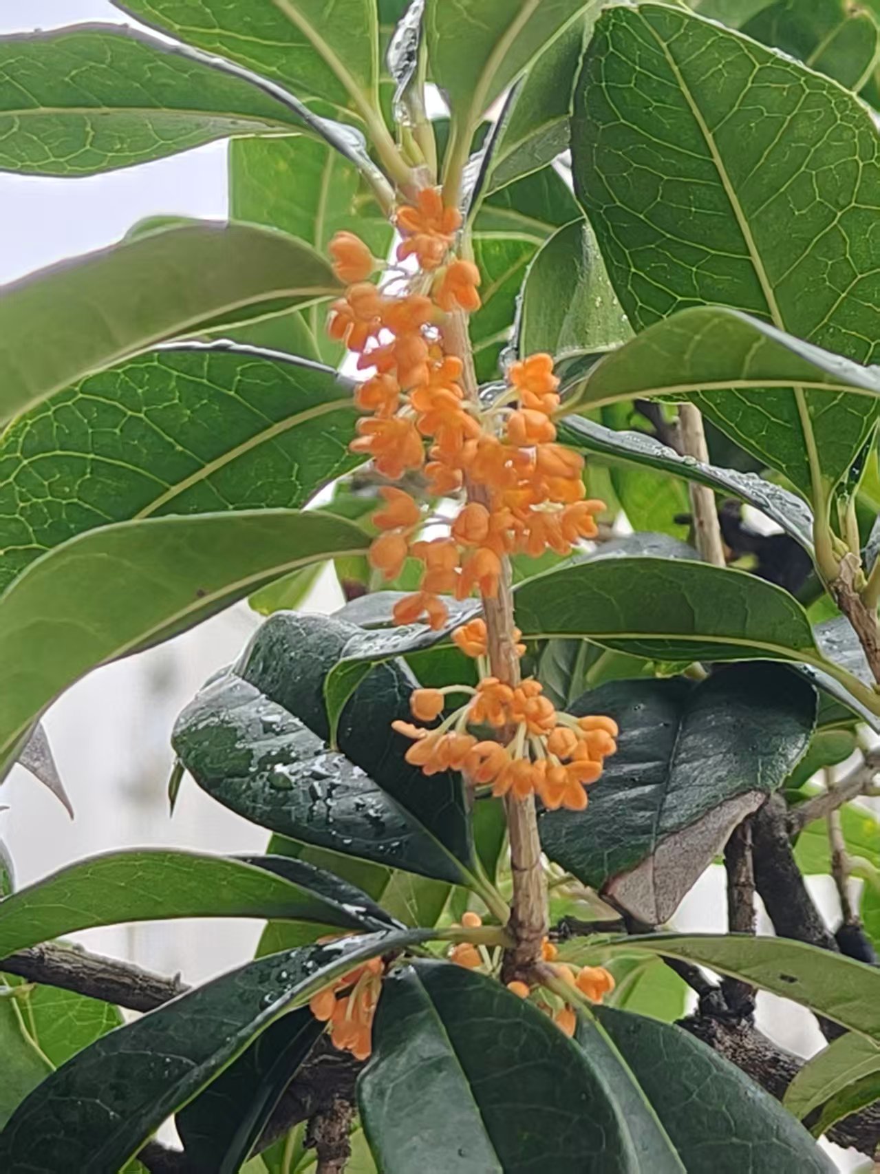 桂花