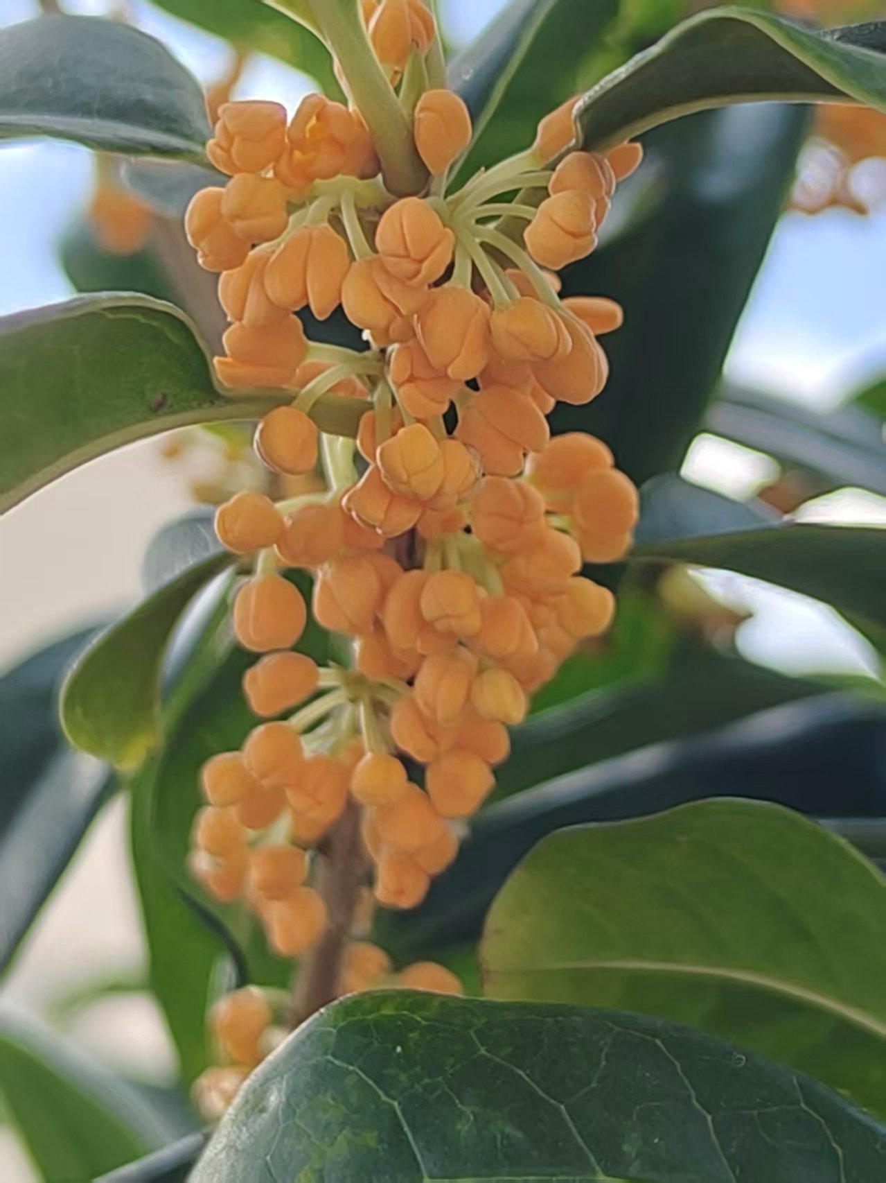 桂花